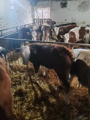 Na Prodaju Muška Telad od 1,5 do 2 meseca - thumbnail 6