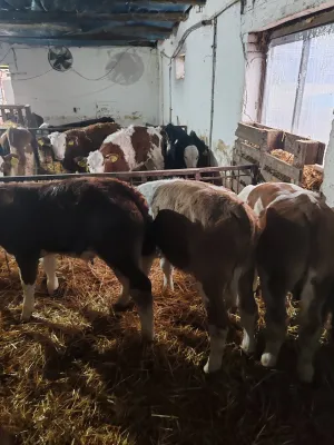 Na Prodaju Muška Telad od 1,5 do 2 meseca - thumbnail 7