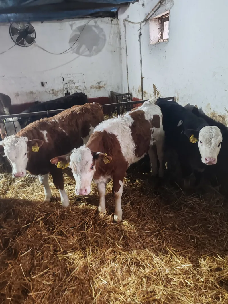 Na Prodaju Muška Telad od 1,5 do 2 meseca