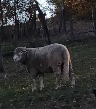 Prodajem ovna, 3 godine