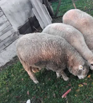 Prodajem ovna, 3 godine - thumbnail 2