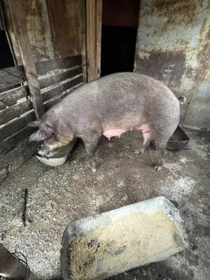 Na prodaju dve krmace za klanje - thumbnail 1