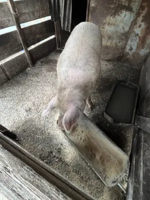 Na prodaju dve krmace za klanje - thumbnail 2