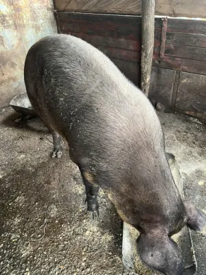 Na prodaju dve krmace za klanje - thumbnail 3