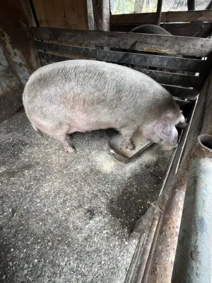 Na prodaju dve krmace za klanje - thumbnail 4