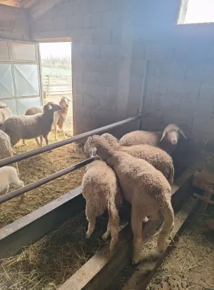 Traktor 750 sa vilama - thumbnail 6