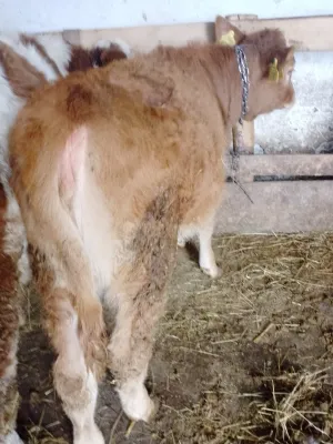 Žensko june – Simentalac, umatičeno - thumbnail 1