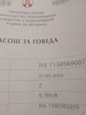 Žensko june – Simentalac, umatičeno - thumbnail 2