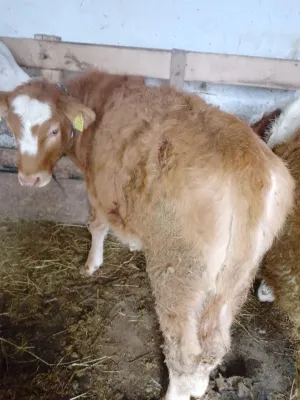 Žensko june – Simentalac, umatičeno - thumbnail 3