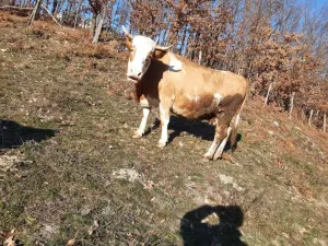 Na prodaju 2 krave na telenje - thumbnail 1