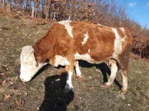 Na prodaju 2 krave na telenje - thumbnail 2