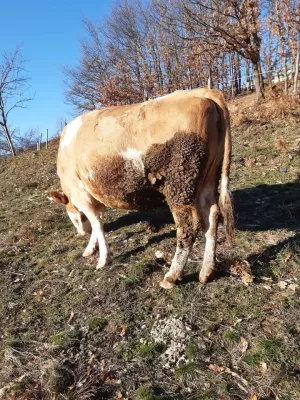 Na prodaju 2 krave na telenje - thumbnail 3