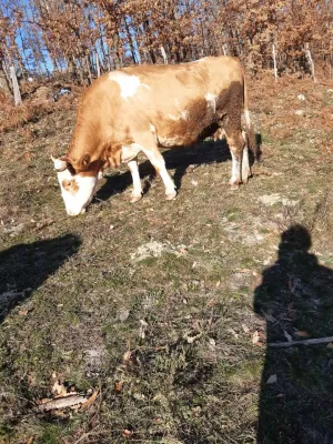 Na prodaju 2 krave na telenje - thumbnail 4