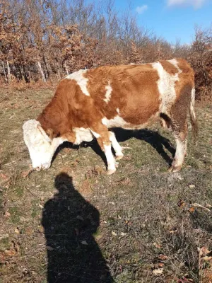 Na prodaju 2 krave na telenje - thumbnail 5