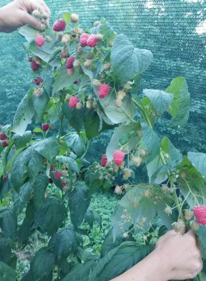 Sadnice maline - thumbnail 1