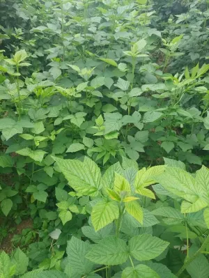 Sadnice maline - thumbnail 3