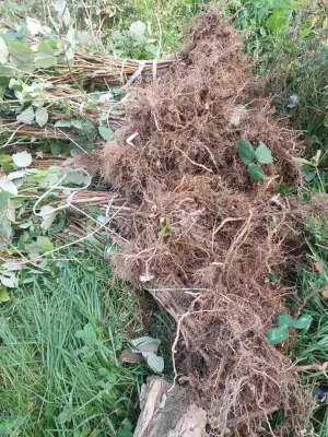 Sadnice maline - thumbnail 4