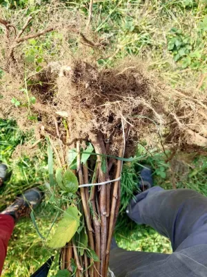 Sadnice maline - thumbnail 5