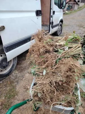 Sadnice maline - thumbnail 7