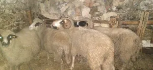 Na prodaju 3 ovce - thumbnail 1