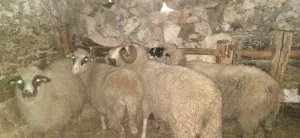 Na prodaju 3 ovce - thumbnail 2