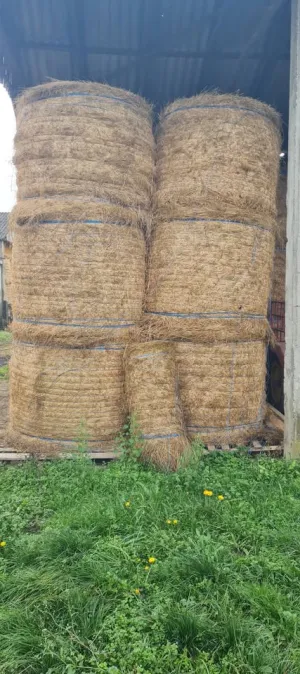 Prodajem lucerku - thumbnail 2