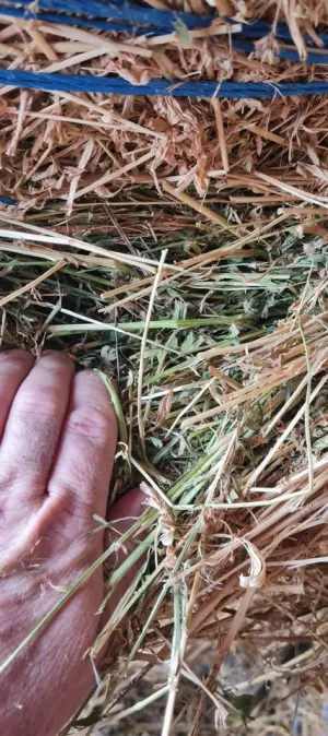 Prodajem lucerku - thumbnail 3