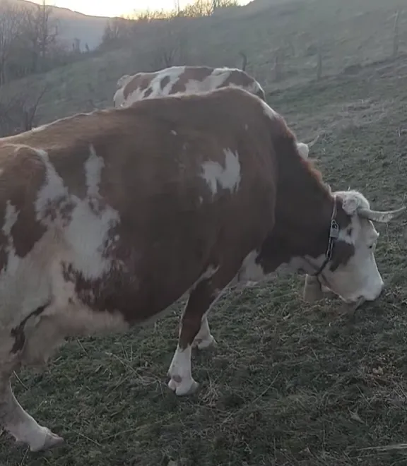 Na prodaju krava jalova