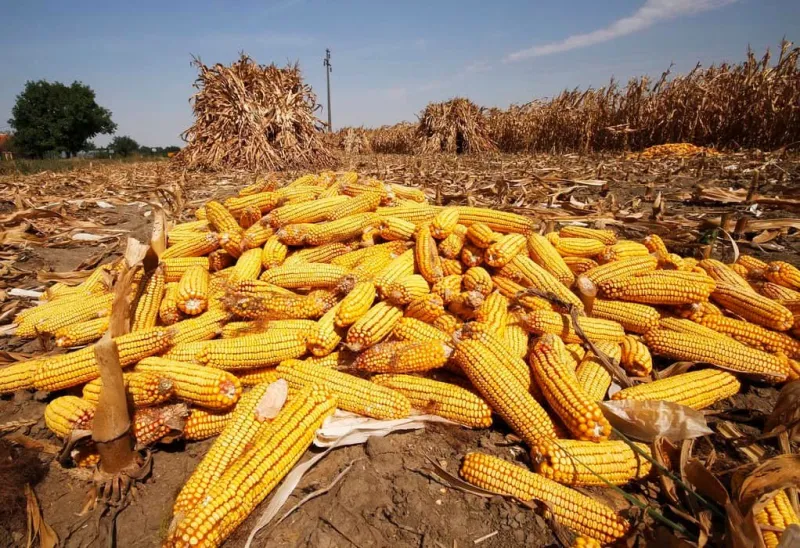 Prodajem kukuruz rod 2025. godine.