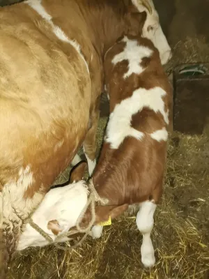 Na Prodaju Žensko Tele Od Umatičene Krave - thumbnail 1