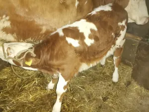 Na Prodaju Žensko Tele Od Umatičene Krave - thumbnail 2