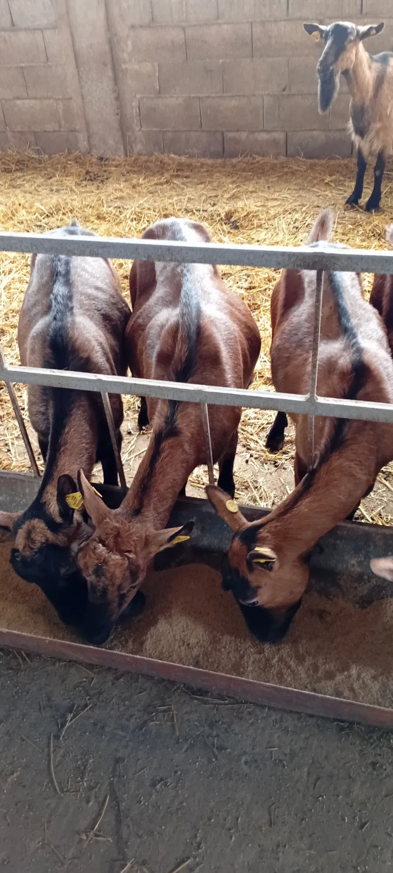 Na prodaju koze alpinke