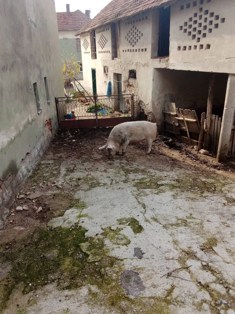 Na Prodaju Tovljenik