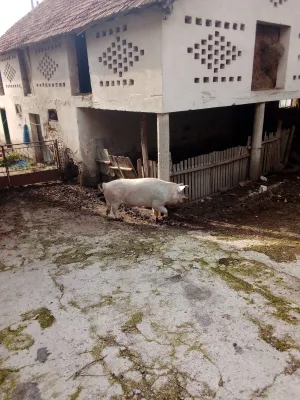 Na Prodaju Tovljenik - thumbnail 2