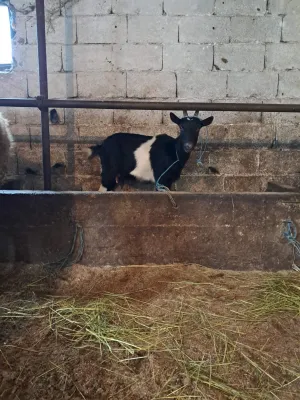 PRODAJEM KOZU - thumbnail 1