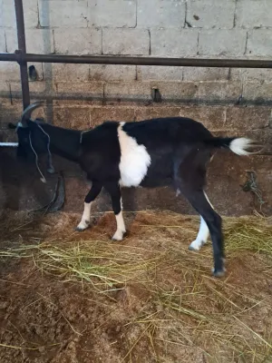 PRODAJEM KOZU - thumbnail 2