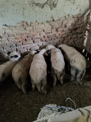 na prodaju jaganjci - thumbnail 2