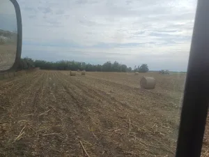 KUKURUZOVINA NA PRODAJU - thumbnail 2