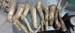 DOMAĆI REN - thumbnail 2