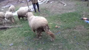 Na prodaju siljegan - thumbnail 1