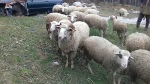 Na prodaju siljegan - thumbnail 2