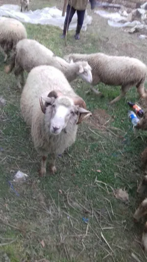 Na prodaju siljegan - thumbnail 3