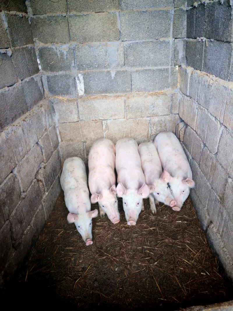 Prodajem Krmacu i tri praseta