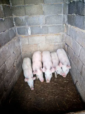 Prodajem Krmacu i tri praseta - thumbnail 1