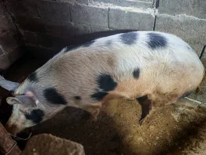 Prodajem Krmacu i tri praseta - thumbnail 2