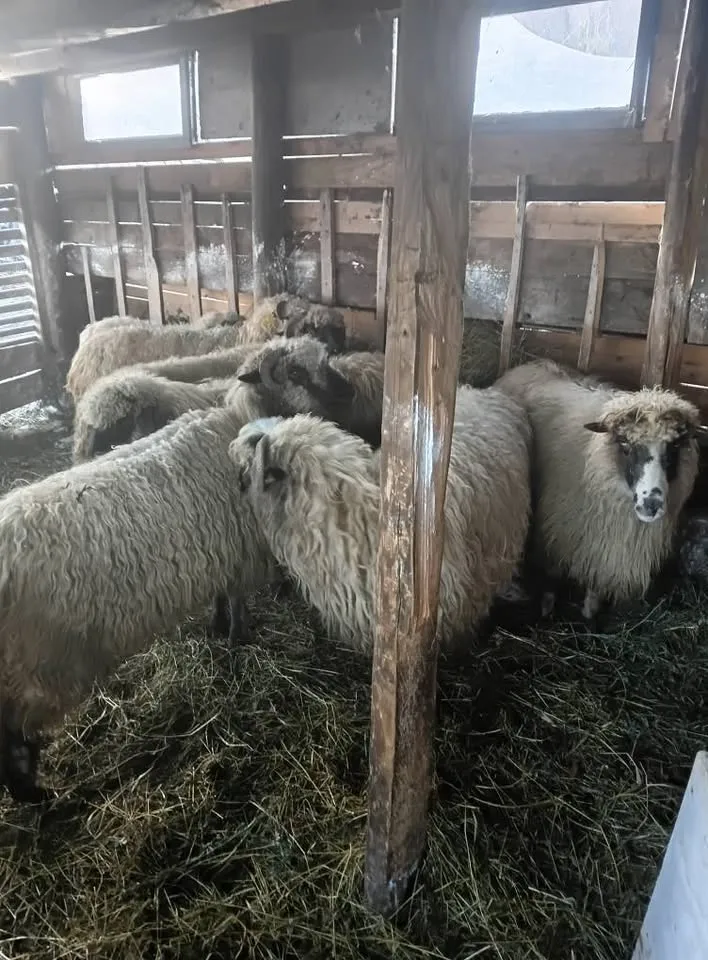 na prodaju PET ovaca