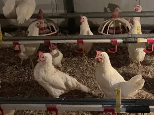 prodajem koke - thumbnail 1