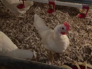 prodajem koke - thumbnail 2