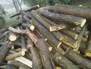 na prodaju drva - thumbnail 1