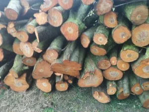 na prodaju drva - thumbnail 2